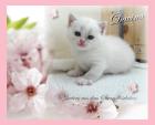 Zauberhafte kleine BKH Colourpoint m. P. sucht DICH 98