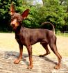 Deckrüde Zwergrehpinscher - Prager Rattler Schoko Braun SELTENE FARBE