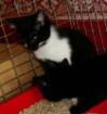 Süßes Katzenmädchen sucht dringend ein liebevolles zu Hause