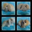 Teddywidderbabys suchen neues zu Hause