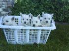 Süße reinrassige West Highland White Terrier zu verkaufen