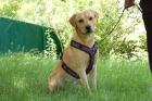 BUGS BUDDY - Labrador - 2 Jahre - Tierhilfe-Franken e. V.
