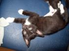 Katzenbabya Mix aus Burma Ägyptischer Mau und BKH