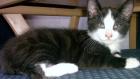 Kater tommy vermisst in 7xxxx