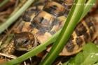 Schildkröten aus gesunder Hobbyzucht Schlüpfjahr 2022