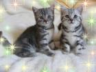 Wundervolle BKH Kitten