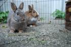 2 Kaninchen zu verschenken