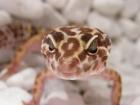 Kronengeckos Leopardgeckos Phelsumen abzugeben Top Tiere