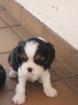Cavalier King Charles Spaniel Welpen