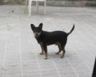 Kleiner HUND braucht ein Zuhause. sonst wird er sterben