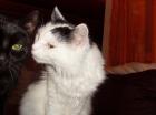 Muss dringend meine Katzen abgeben