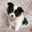 ChihuahChihuahua Welpen lua Welpen l