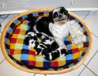 Shih - Tzu Babys