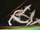 Störe Waxdick Acipenser gueldenstaedti Albino Sterlet A. Ruthenus