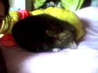 Grauer kater abzu geben