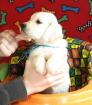 Super süße Labrador Welpen