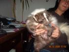 Gebe meine 2 stinktiere skunks ab