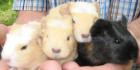 Süße Meerschweinchen in allen Farben vom Züchter