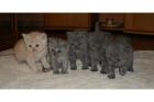 Hübsche Selkirk Rex Kitten abzugeben