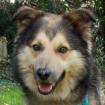 JOVI - Collie-Mix - 3 Jahre - Tierhilfe-Franken e. V.