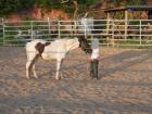 3 Farbiger-3 jähriger Pony hengst