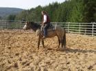 Appaloosa Hengst 9 Jahre / zvk. oder Tausch