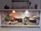Terrarium 150x70x70 Komplett Farb-Bartiweibchen