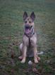 Tilla sucht ein neues zu Hause