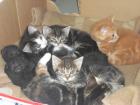 Maine Coon Mix Kätzchen