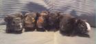 Meerschweinchenzucht hat Babys ältere abzugeben