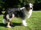 Bildschöner Australian Shepherd Blue Merle Deckrüde CASD/VDH