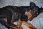 Deutsche Pinscher Welpen geb. 21. 3. 10