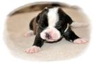 Olde English Bulldog - Top Verpaarung Typvoll Traumhaft