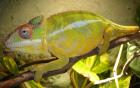 Furcifer Pardalis Nosy Mitsio