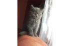Britisch Kurzhaar BKH Kitten sucht eine nette Familie zum schmusen