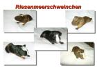 CUY - Nachwuchs Rieseneerschweinchen