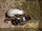 Farbmäuse verschiedene Farben auch Futtermäuse Iserlohn