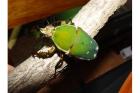 Mecynorrhina torquata immaculicollis
