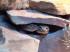 Leopardgecko Nz 2022 zu reservieren