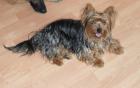 Idefix ein Teddy Yorki in liebevolle Hände abzugeben
