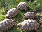 Geochelone sulcata