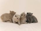 Süße BKH Kitten suchen liebevolles Zuhause