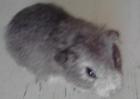 Meerschweinchen Babys