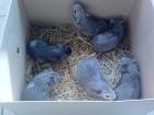 Meerschweinchen Babys