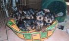 Yorkie welpen