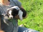 2 Aussiewelpen Rüde bluemerle blacktri v. Staatsmeister BH1 abzugeben