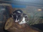 Farbmäuse veschiedene Farben auch Futtermäuse