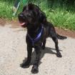 LAIKA Cocker-Schnauzer-Mix ca. 2 - 4 Jahre