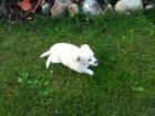Chihuahua Welpen reinrassig Eltern mit Papieren