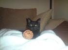 Katze schwarz vermisst 50 - Finderlohn / München Am Hart